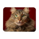 Search for maine coon cat christmas cards Feline