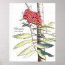 Search for celtic tree posters Druid