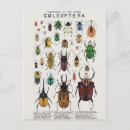 Recherche de coléoptère cartes postales Illustration
