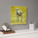 Search for animal clocks Livestock