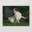Recherche de chiots de carlin cartes postales 12 semaines