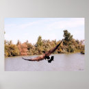 Recherche de chasseurs posters Canard