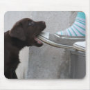 Search for dog eat electronics Funny