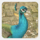 Search for beautiful peacock stickers Peafowl