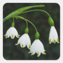 Recherche de fleur de neige autocollants Blanc