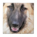 Search for german shepherd tiles Gsd