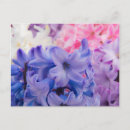 Recherche de jacinthe cartes postales Floraison