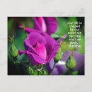 Recherche de rose pourpre cartes postales Pour elle