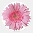 Recherche de gerber rose autocollants Marguerite