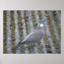 Search for wood pigeon posters Wildlife