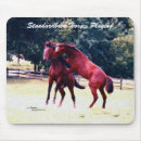 Search for standardbred horse Horses