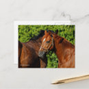 Recherche de cheval rouge cartes postales Chevaux rouges