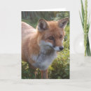 Search for curious cards Photography