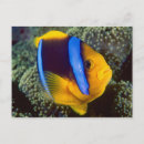 Search for westmorland postcards Fish