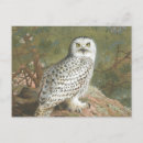 Recherche de chouettes cartes postales Rétro