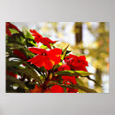 Search for flower posters Floral