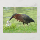 Search for green fish postcards Nature
