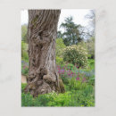 Search for bark postcards Texture