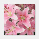 Recherche de lillies magnets Nature