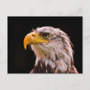 Recherche de les aigles cartes postales Sauvage
