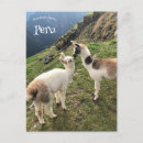 Search for alpaca postcards South america