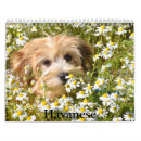 Search for havanese Puppy