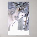 Recherche de visage de loup posters Neige