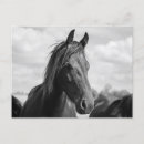 Recherche de étalon blanc cartes postales Équin