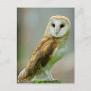 Search for tyto postcards Bird