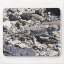 Recherche de corné tapis souris Lézard