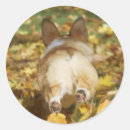 Recherche de butt autocollants Corgi