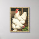 Search for rooster chicken canvas prints Hen