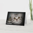 Recherche de yeux tigre cartes postales Adorable