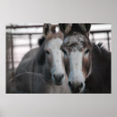 Search for mule posters Rural