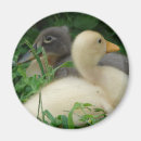 Recherche de deux oiseaux magnets Gris