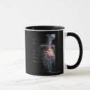 Recherche de organes internes tasses Vertical
