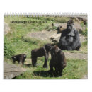 Search for gorilla calendars Animals