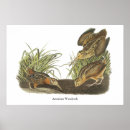 Search for american woodcock Wildlife