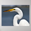 Recherche de grand héron blanc posters Faune