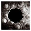 Search for 20x20 posters White