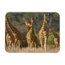 Search for reticule Wildlife