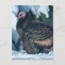 Search for turkey postcards Wild