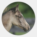Search for horse foal stickers Equestrian