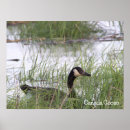 Search for canada goose posters Geese