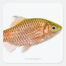 Search for swimming fish stickers Fin