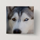 Search for malamute buttons Siberian husky