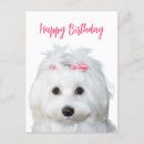 Search for tender postcards Animal