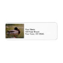 Search for mallard return address labels Wildlife