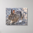 Search for hare canvas prints Rabbit