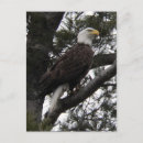 Search for bald eagle pics cards Eagles